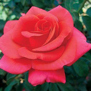 Meet your Posher, Rose